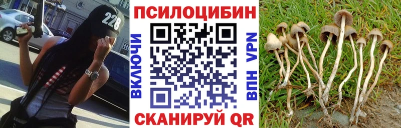 как найти   Подпорожье  Псилоцибиновые грибы Psilocybe 